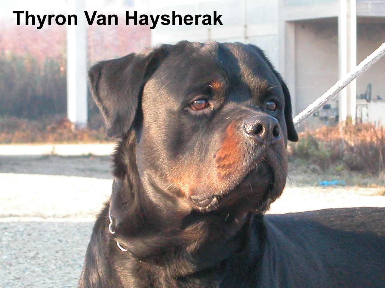 Thyron Van Haysherak